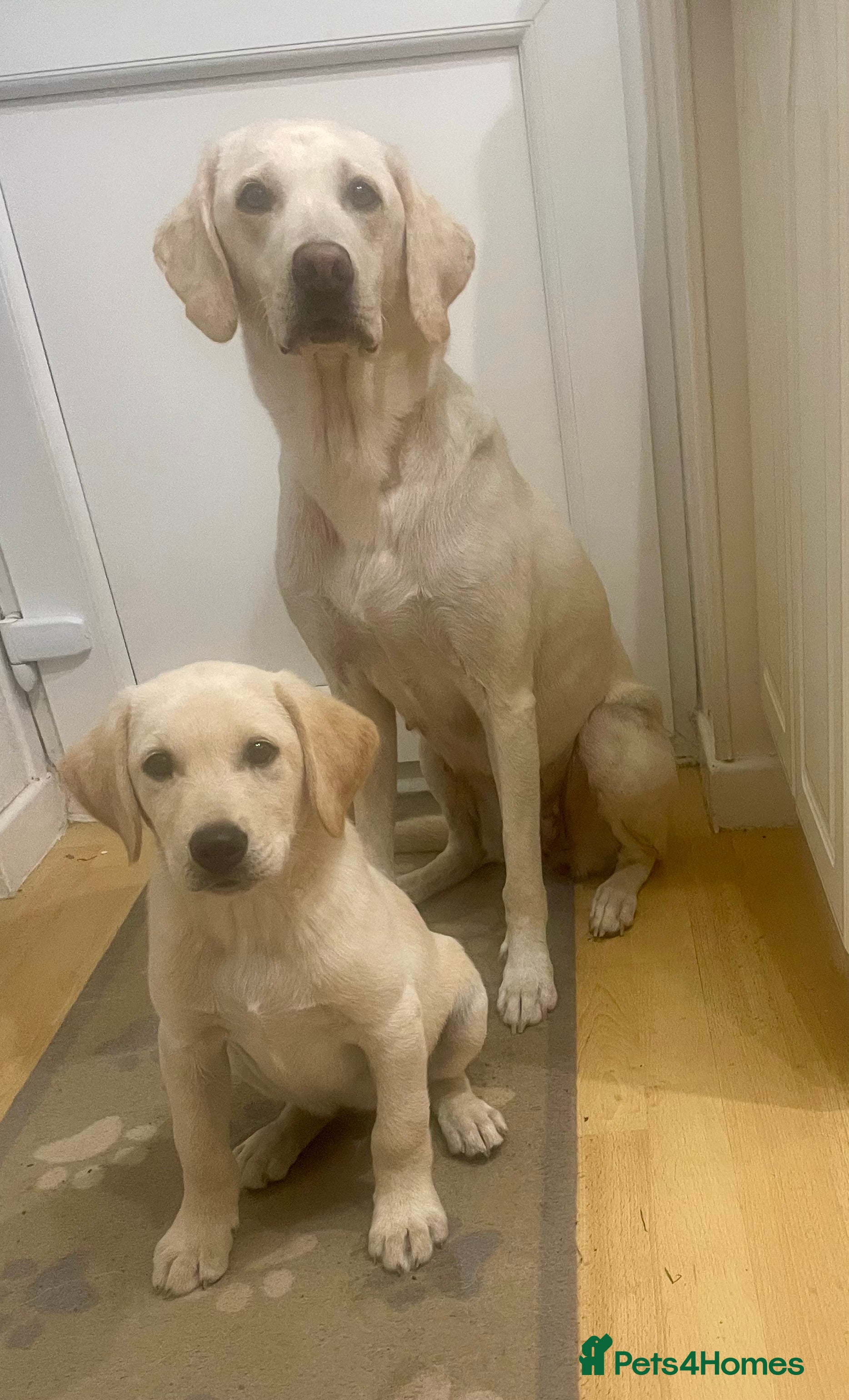 Labrador Retriever dogs FtCh Sired puppy  - Advert 1