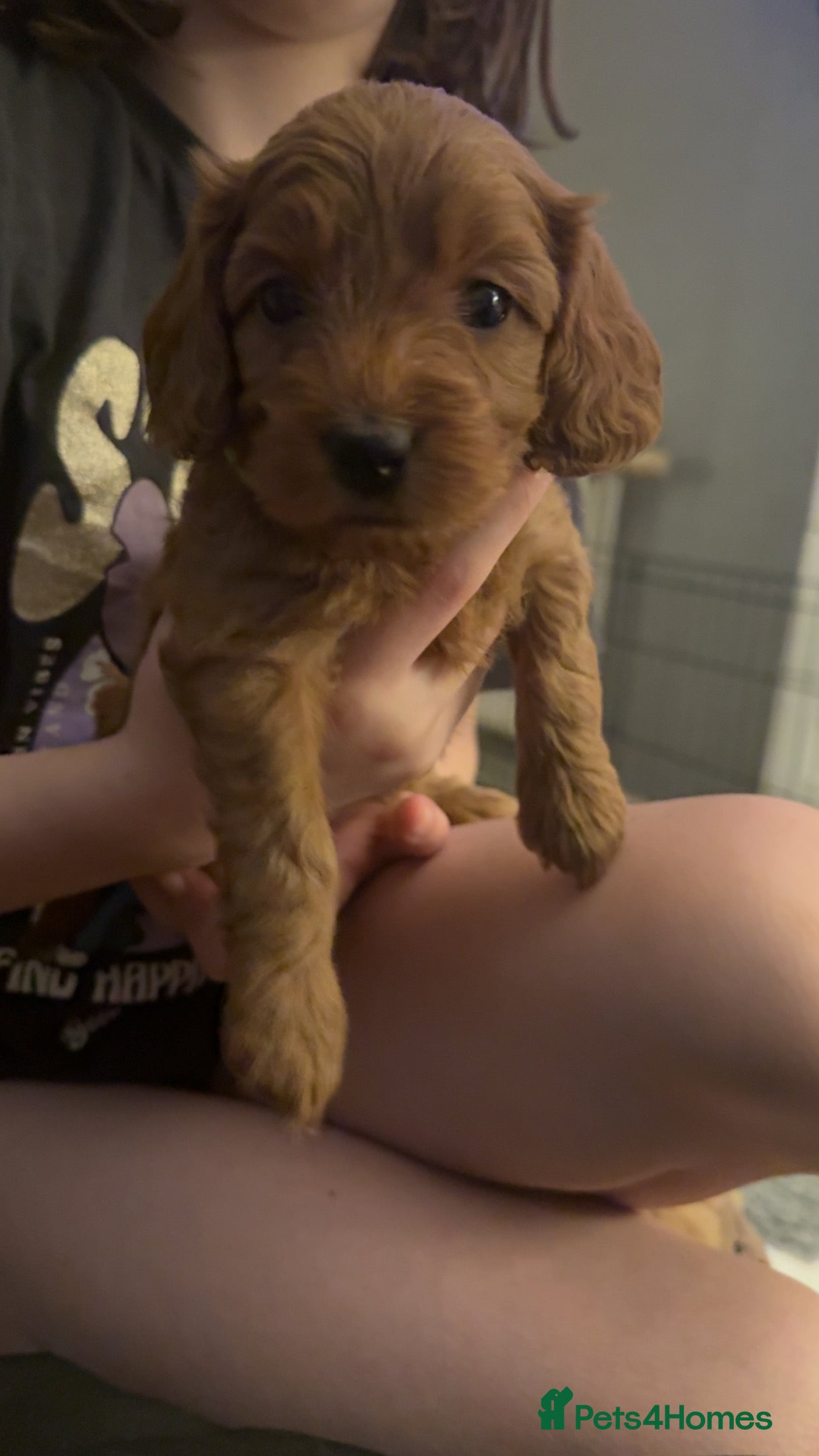 Cockapoo dogs F1 Toy Cockapoos - Advert 12