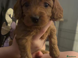 Cockapoo dogs F1 Toy Cockapoos - Advert 12