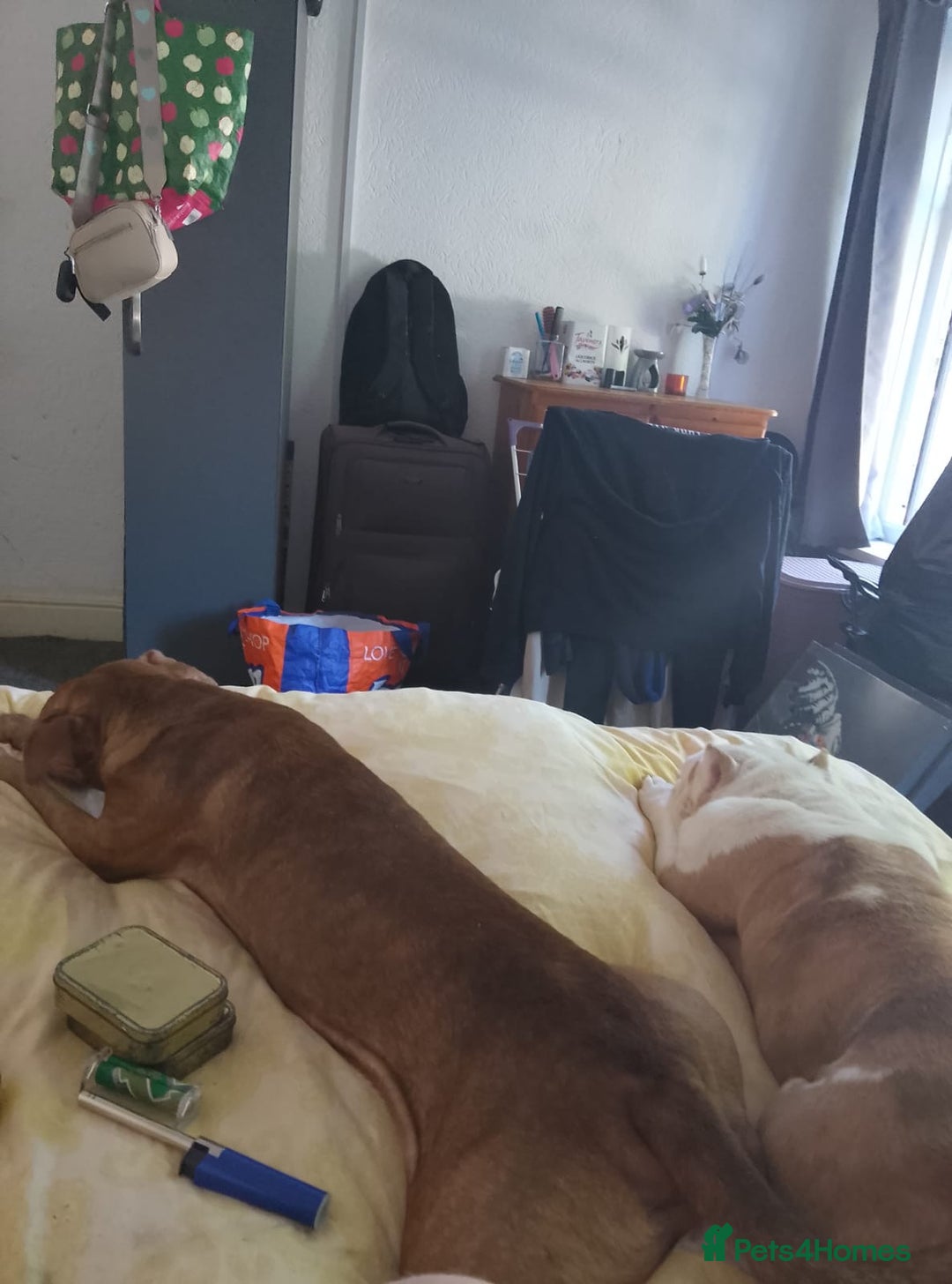 American Bull Staffy dogs for sale: Ava American bull staffy - Advert 3