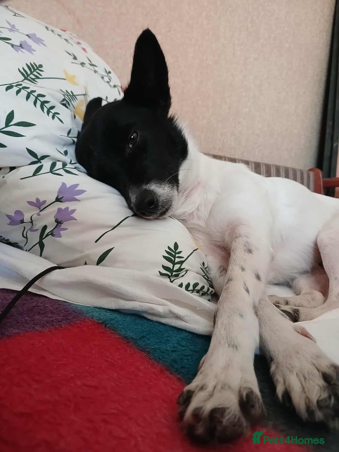 Mixed Breed dogs for adoption: 💖🐶 ELZA 🐶💖 - Image 18