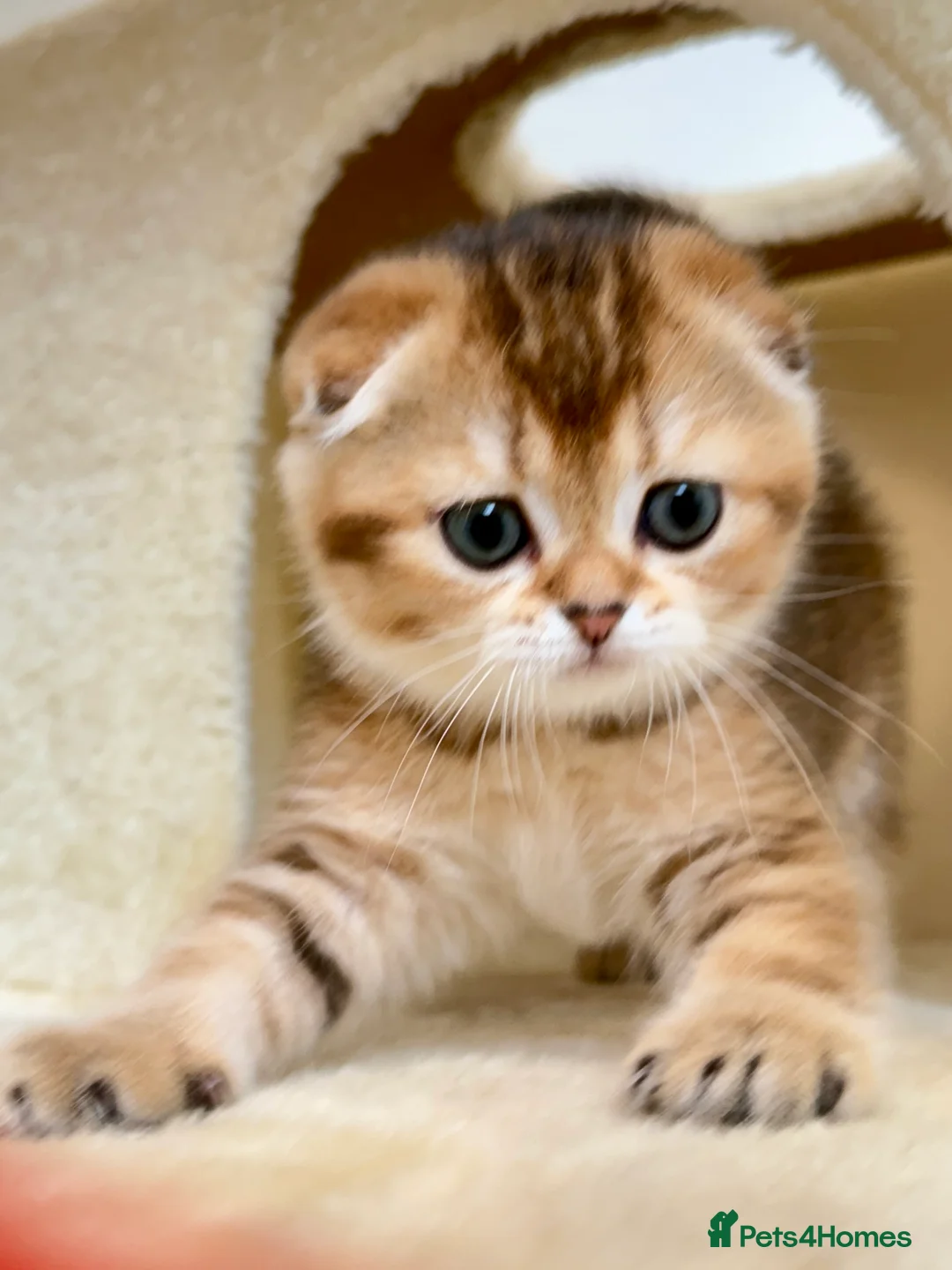 Scottish Fold cats for sale: Scottish Fold & Straight Kittens – 3 Girls 2 Boys - Advert 1