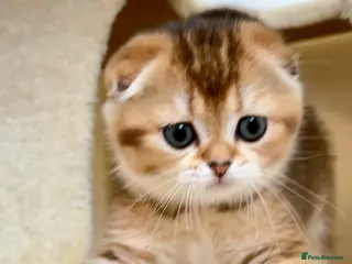 Scottish Fold cats Scottish Fold & Straight Kittens – 3 Girls 2 Boys - Advert 3