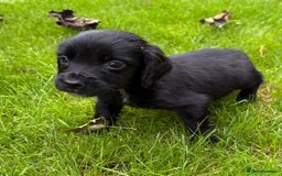 Sprocker dogs for sale: Beautiful Sprocker pups - Image 10