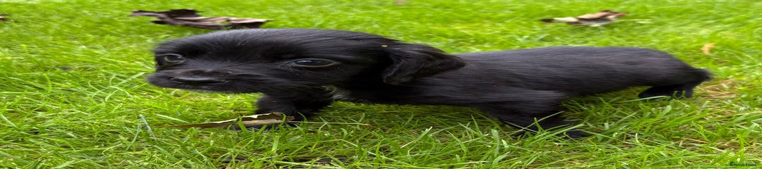 Sprocker Puppy 8