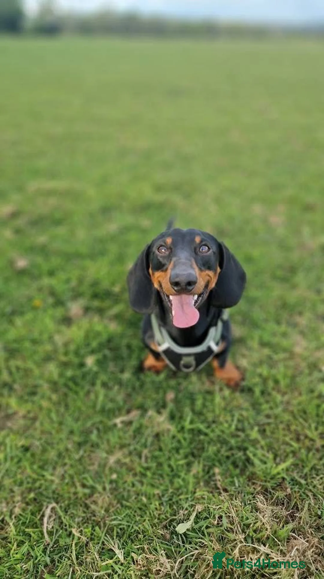 Miniature Dachshund dogs for stud: Miniature Dachshund stud in Pontypridd - Advert 2