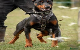 Dobermann dogs for sale: F1b Working Dobermann Puppies  - Image 8