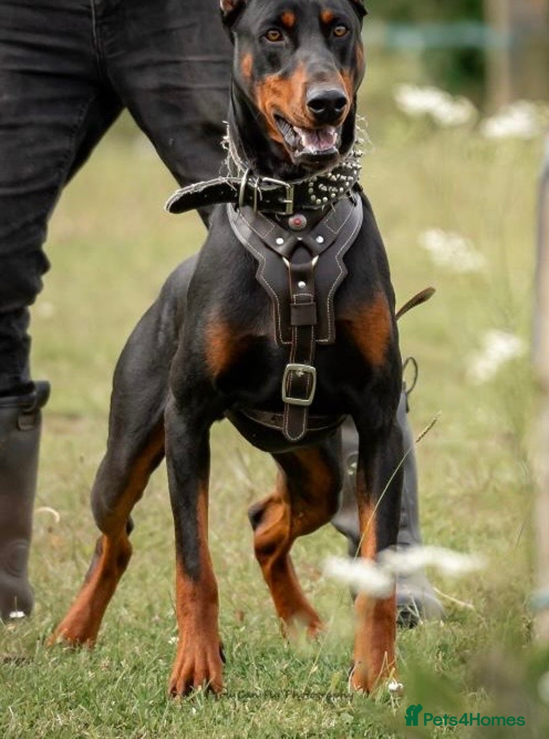 Dobermann dogs for sale: F1b Working Dobermann Puppies  - Image 8