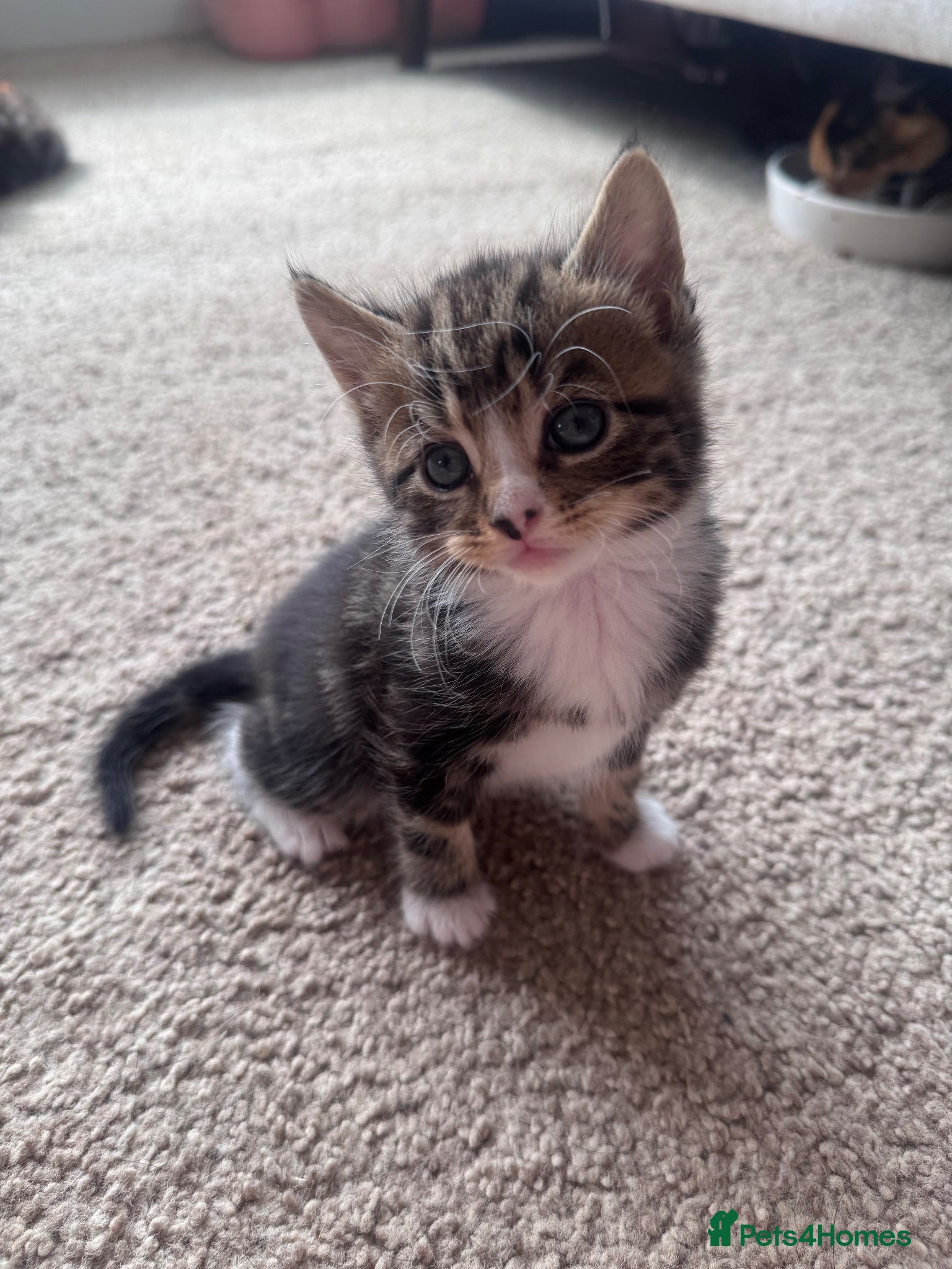 Mixed Breed cats 1 Girl Left! 4 Stunning Fluffy Kittens x Ragdoll - Advert 2