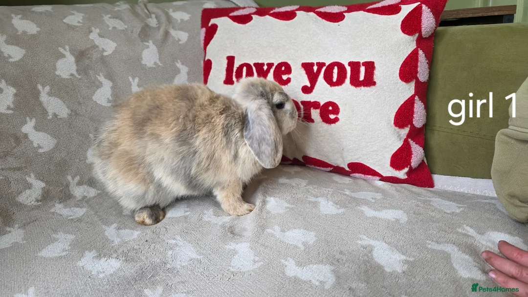 Mini Lop rabbits for sale: Mini lops for sale READY NOW - Advert 2