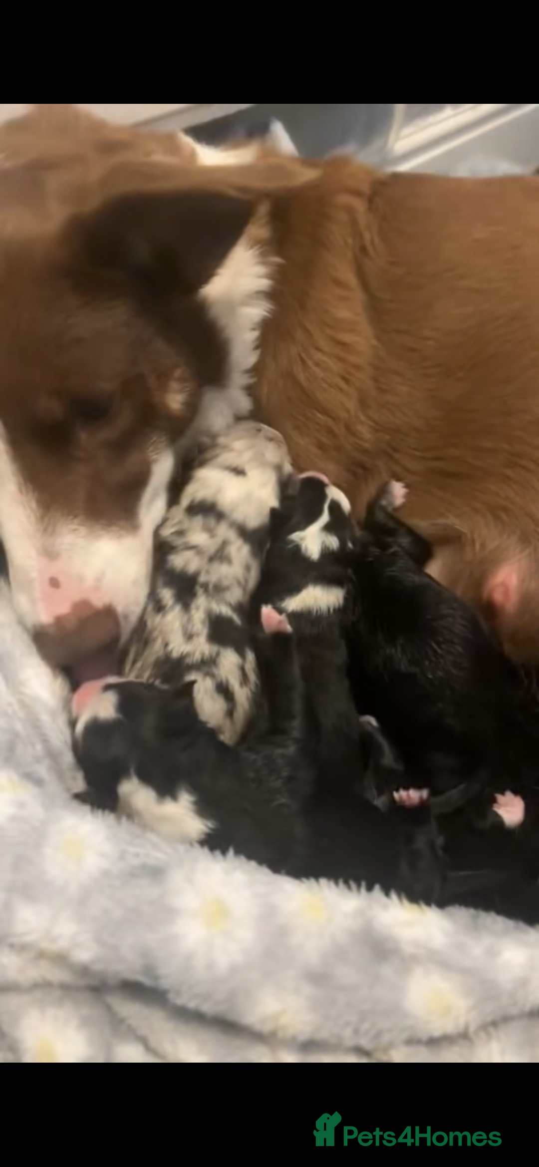 Border Collie dogs for sale: Border collie puppy’s ready to reserve  - Image 4