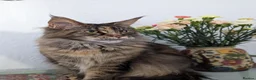 Maine Coon cats for sale: Maine coon X kittens very friendly in Wakefield - Advert 7
