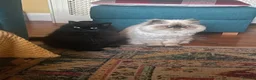 Persian cats for sale: Persian and Persian/ragdoll in Sunderland - Advert 3