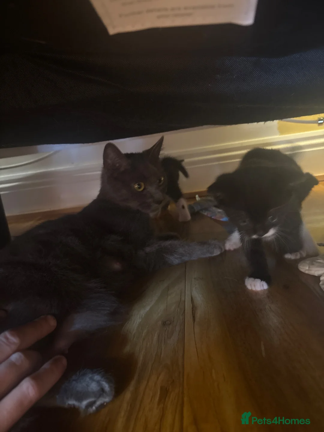 British Shorthair cats for sale: Adorable black kittens  - Advert 1