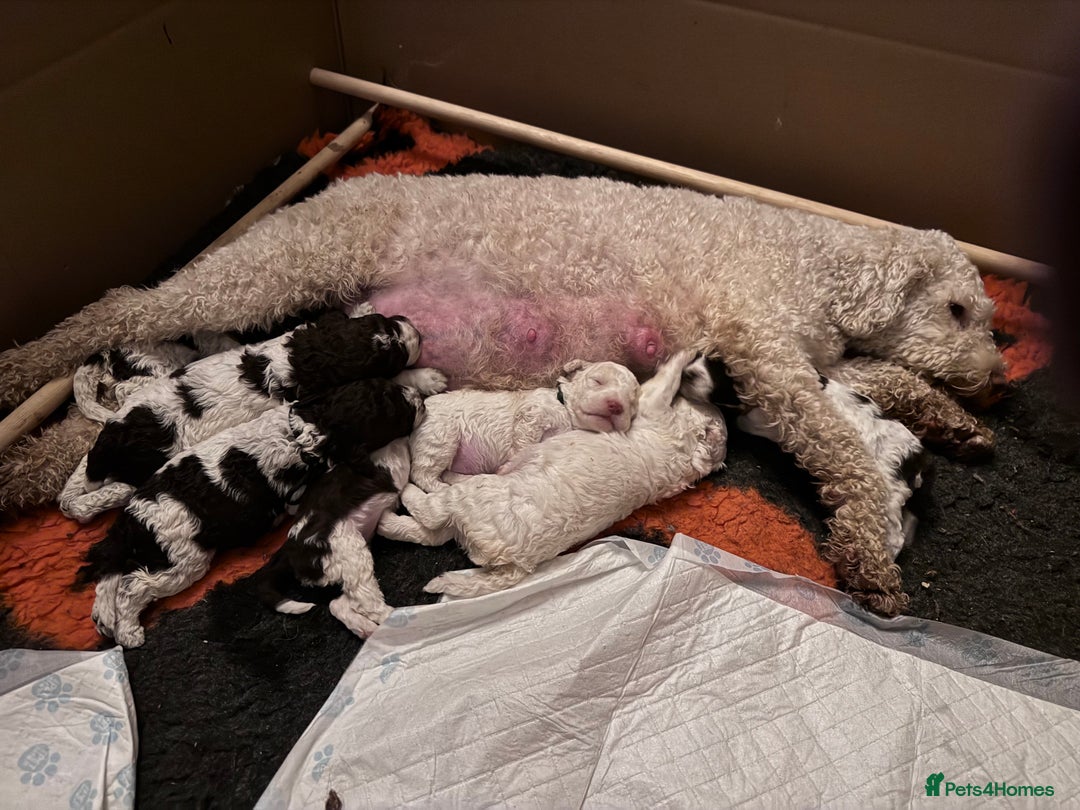 Lagotto Romagnolo dogs for sale: Quality litter  - Advert 2
