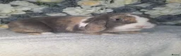 Mini Lop rabbits for sale: Blue harli doe needing retirement pet home  - Advert 5