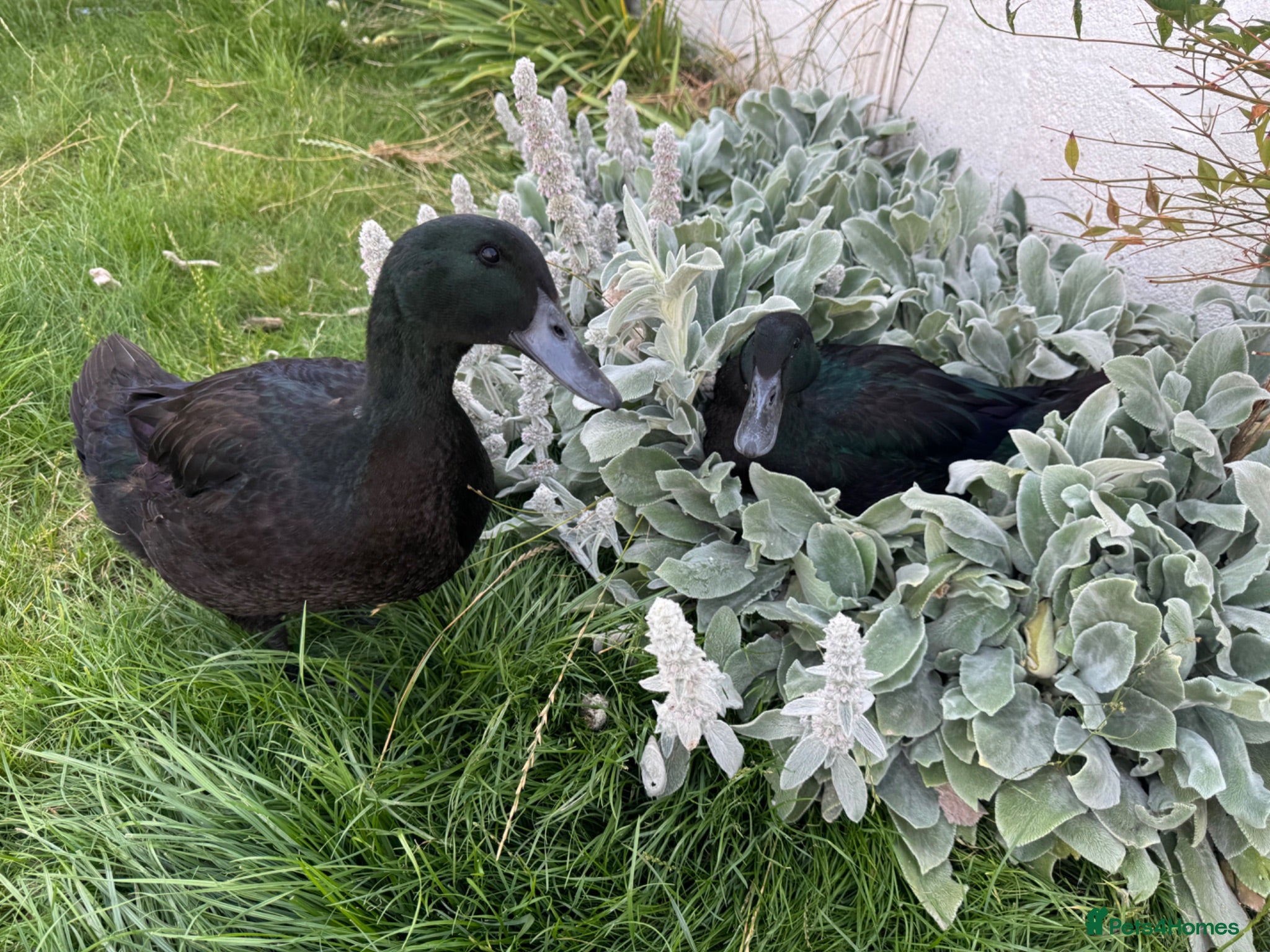 Ducks poultry Cayuga Ducks for rehome - Advert 1