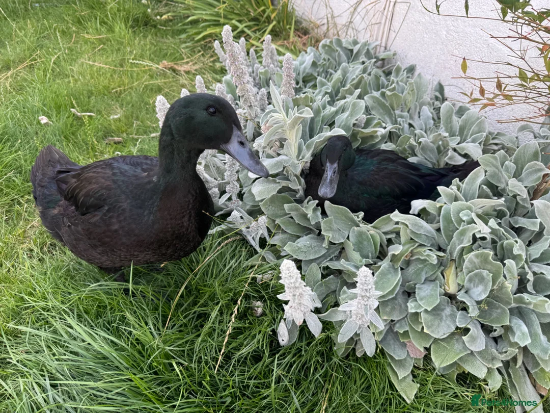 Ducks poultry for sale: Cayuga Ducks for rehome in Grimsby - Advert 1