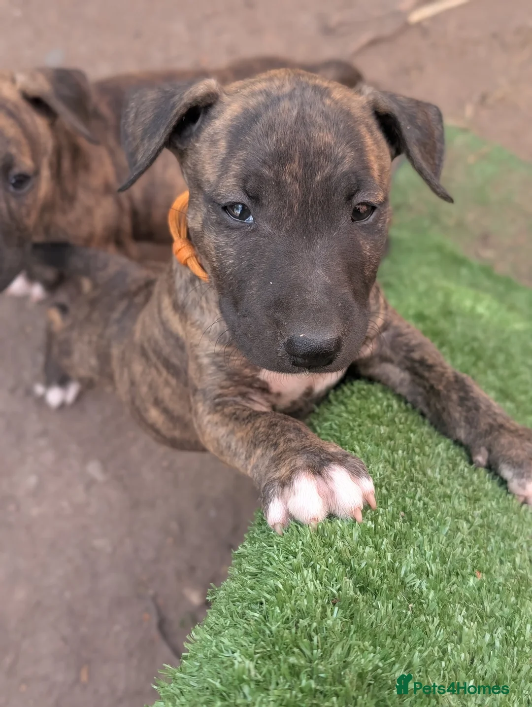 English Bull Terrier dogs for sale: Working and Sporting English Bull Terriers  - Advert 2