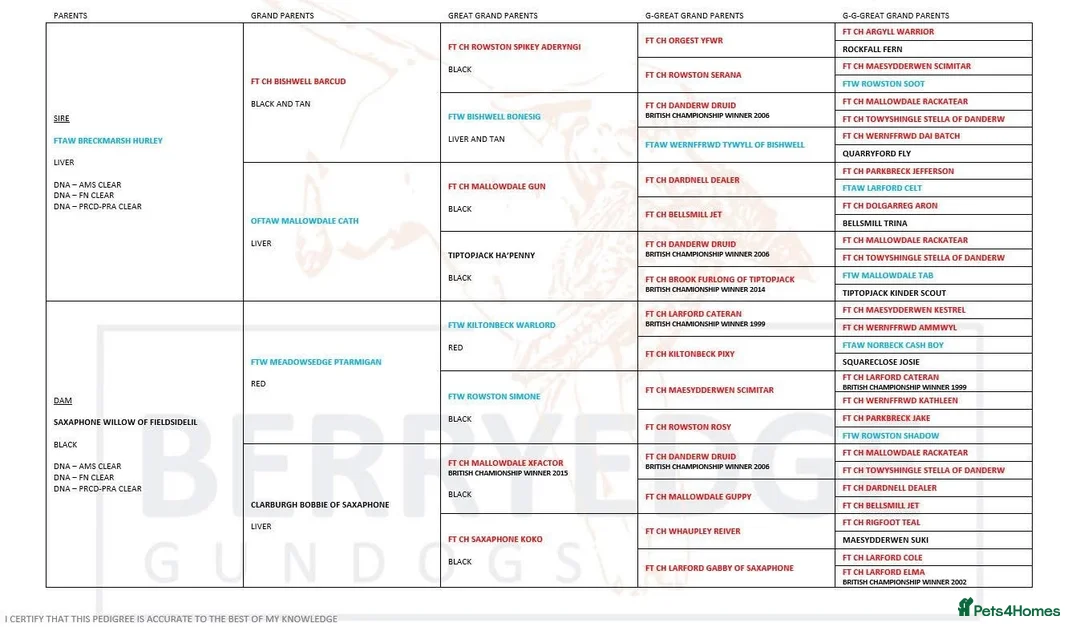 Cocker Spaniel dogs for stud: KC Fully Health Tested Red Working Cocker Spaniel  in Spennymoor - Advert 2