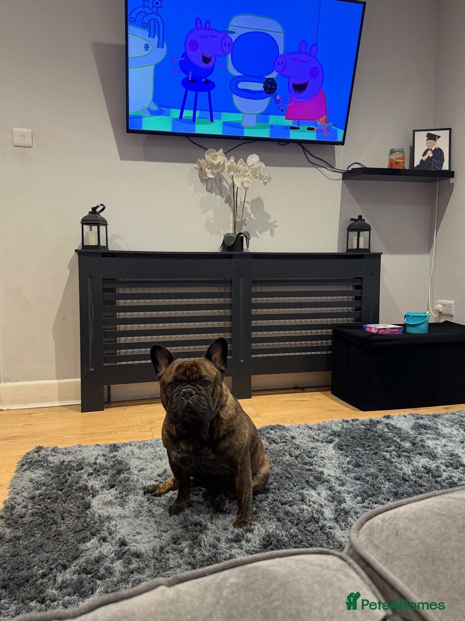 French Bulldog dogs Cash  - Advert 1