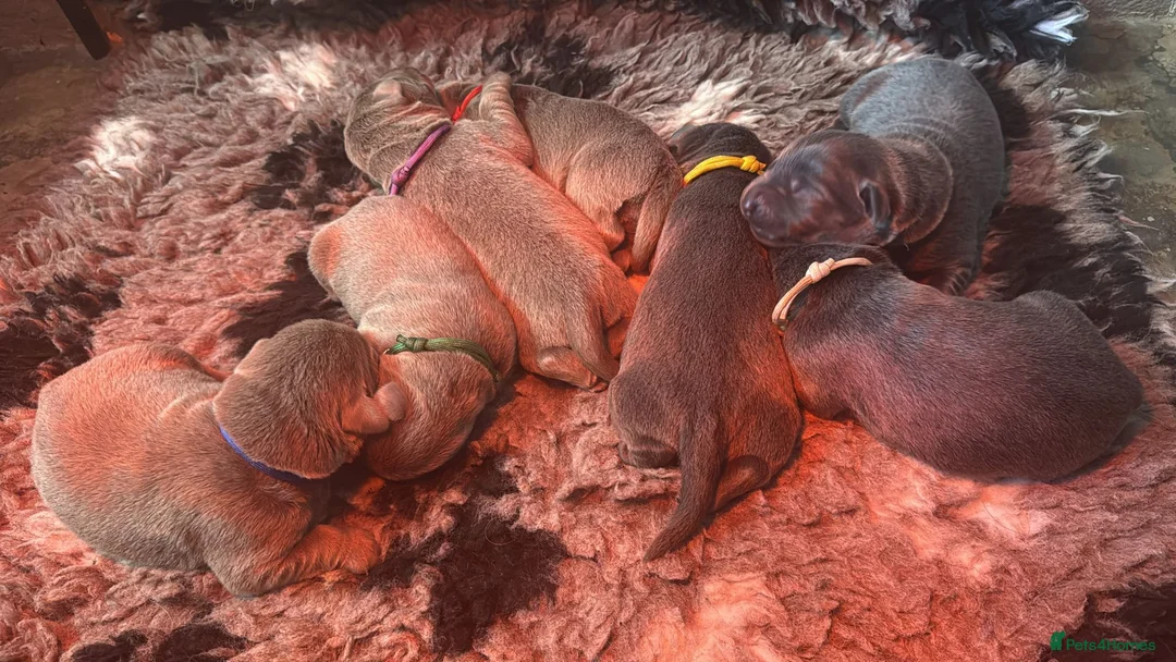 Labrador Retriever dogs for sale: RARE Stunning Silver & Charcoal Labrador pups - Advert 1