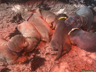 Labrador Retriever dogs RARE Stunning Silver & Charcoal Labrador pups - Advert 1