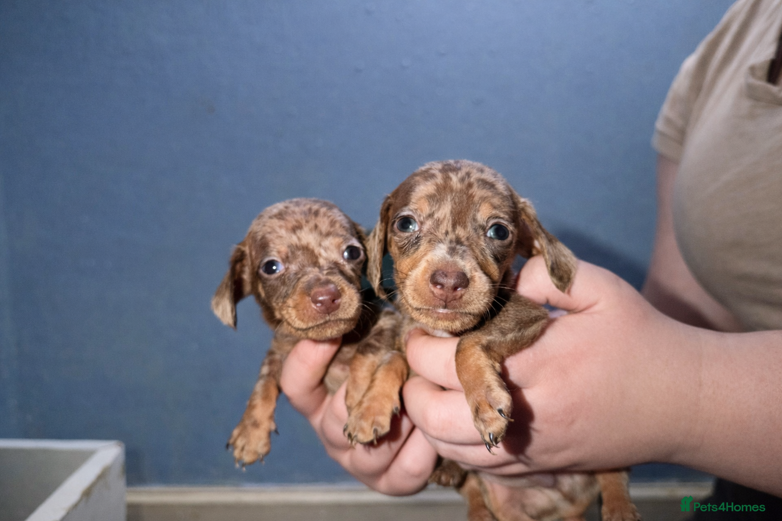 Miniature Dachshund dogs Miniature Dachshunds KC REG Dapple & Chocolate  - Advert 1