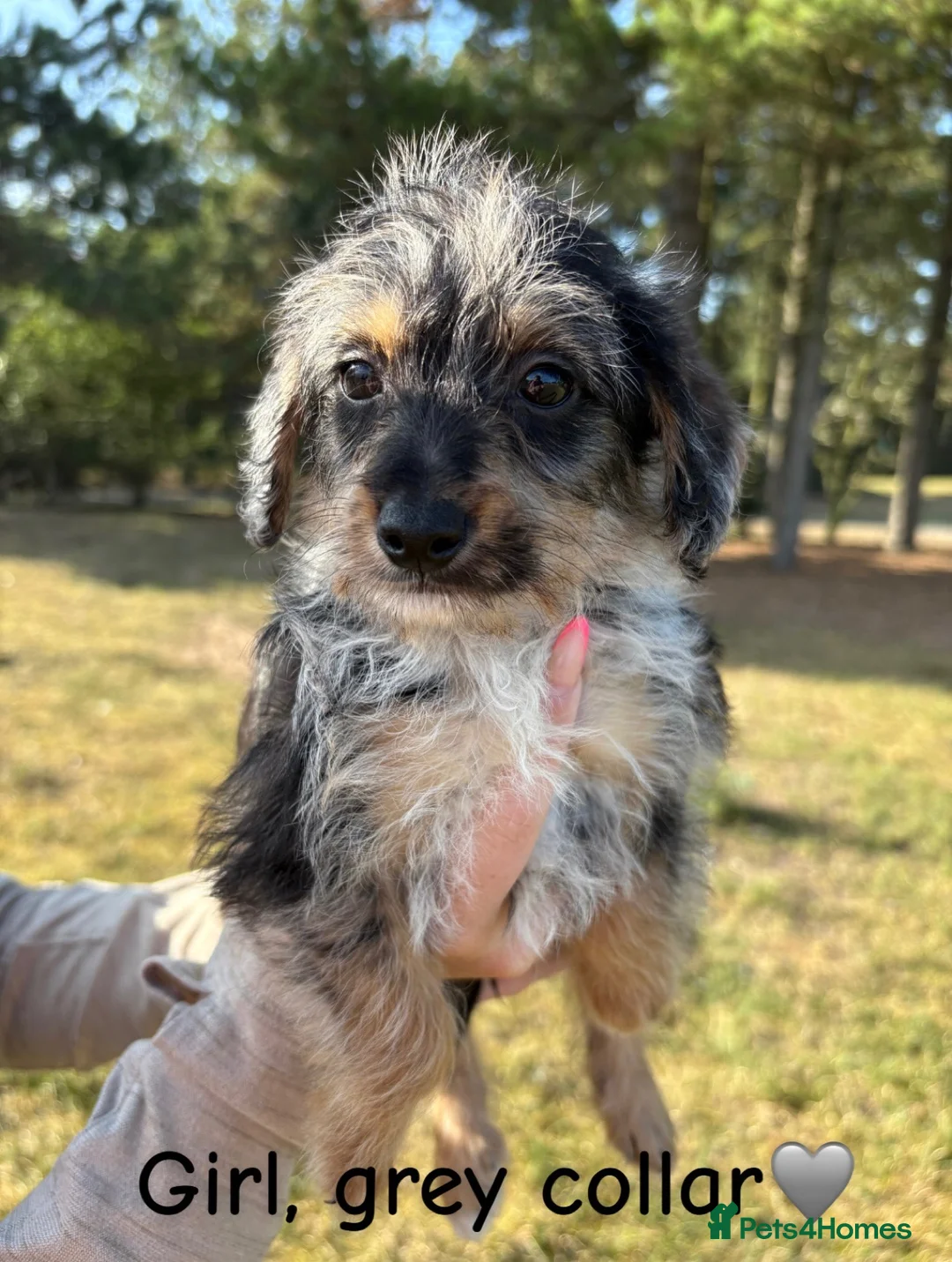 Jackapoo dogs for sale: Miniature Jackapoo Puppies - Advert 2