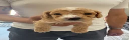 Cavapoo dogs for sale: 4 cavapoo boys. Ready to go on 17th july - Advert 5