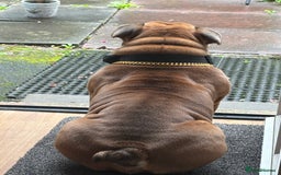 English Bulldog dogs for stud: STUD AVAILABLE  - Image 3