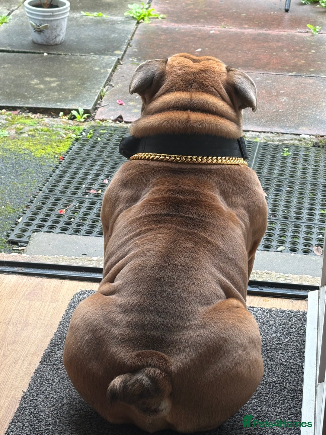 English Bulldog dogs for stud: STUD AVAILABLE  - Image 3