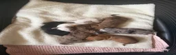 Dachshund dogs for sale: Lovely dachshunds!!! - Advert 13