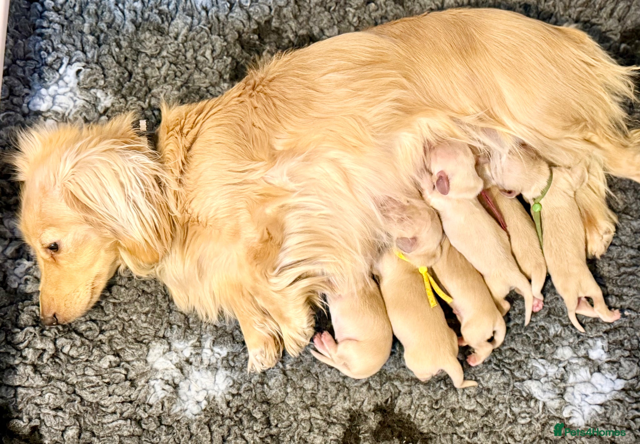 Miniature Dachshund dogs Stunning litter miniature of long haired creams  - Advert 1