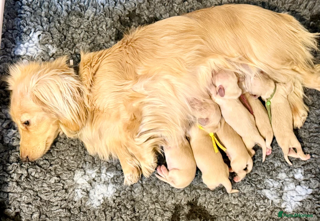 Miniature Dachshund dogs for sale: Stunning litter miniature of long haired creams  - Advert 1