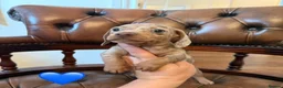 Miniature Dachshund dogs for sale: Beautiful LH & SH Dapples Miniature Dachshund Pups - Advert 21