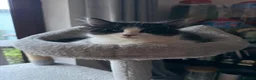 Mixed Breed cats for sale: Stunning playful healthy cuddly 5 kittens  - Advert 5