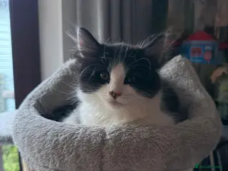 Mixed Breed cats Stunning playful healthy cuddly 5 kittens - Advert 17
