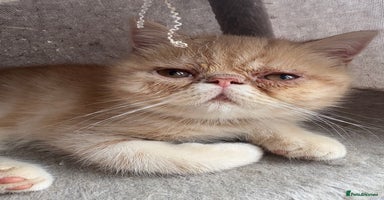 Exotic cats - Advert 16