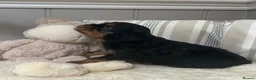 Cavalier King Charles Spaniel dogs for sale: Kc Reg’d, health tested female Cavalier pups - Advert 13