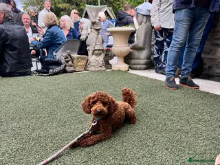 Toy Poodle dogs William of Worcestershire Small miniature Poodle - Advert 4