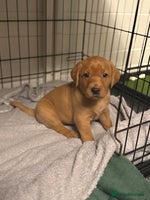 Labrador Retriever dogs - Advert 2