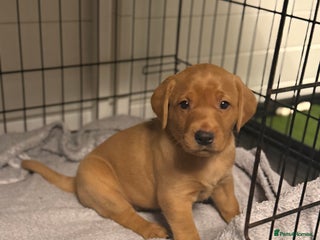 Labrador Retriever dogs - Advert 14