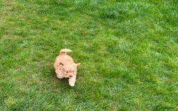 Cavapoo dogs for stud: Health tested cavapoo stud - Image 4