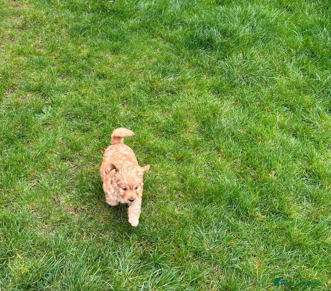 Cavapoo dogs for stud: Health tested cavapoo stud - Image 4