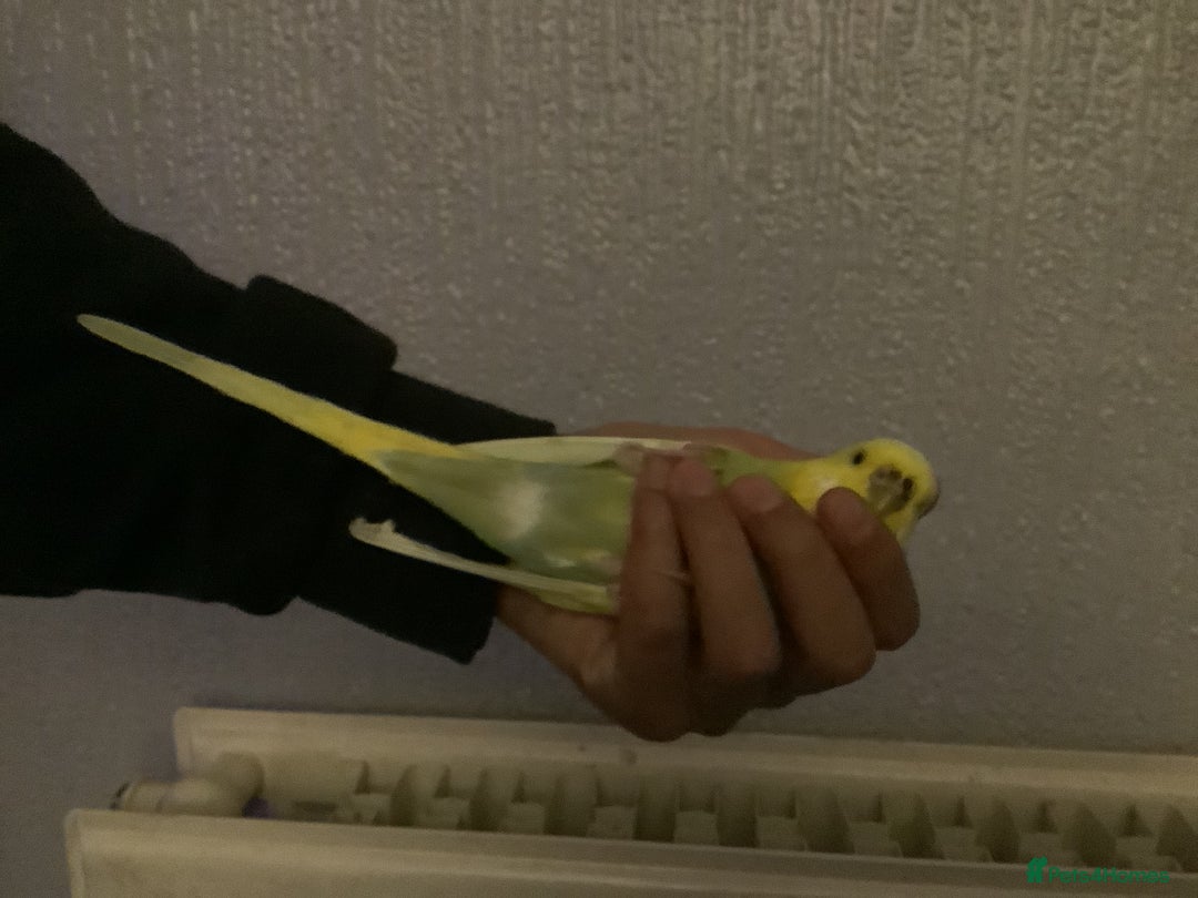 Budgerigars birds for sale: 2 semi Tame budgie (£80 lowest £65) for both - Advert 3