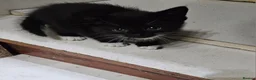 Mixed Breed cats for sale: 🐾 Beautiful Kittens  - Advert 9