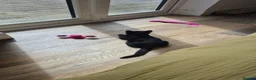 Domestic Shorthair cats for sale: Adorable kitten looking for new home  - Advert 5