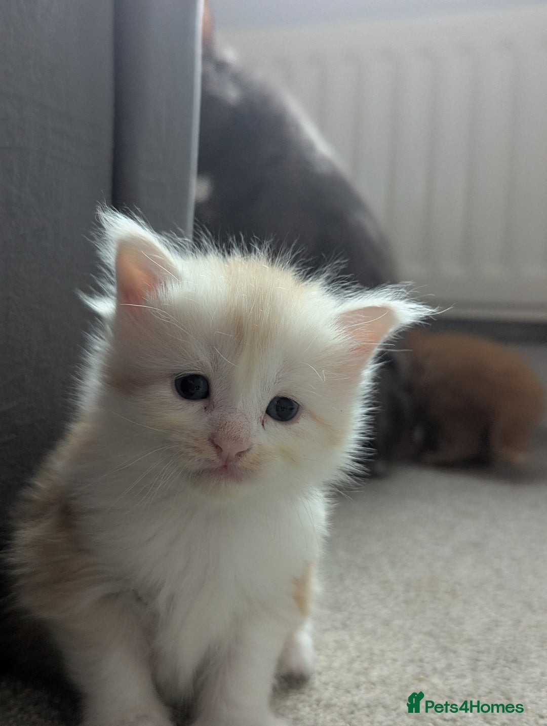 Maine Coon cats for sale: Maine Coon Kittens - Image 5