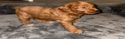 Cockapoo dogs for sale: Stop scrolling we have perfection 👇🐶 - Advert 5